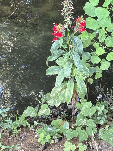 cardinal flower