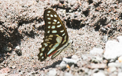 Graphium sallastius