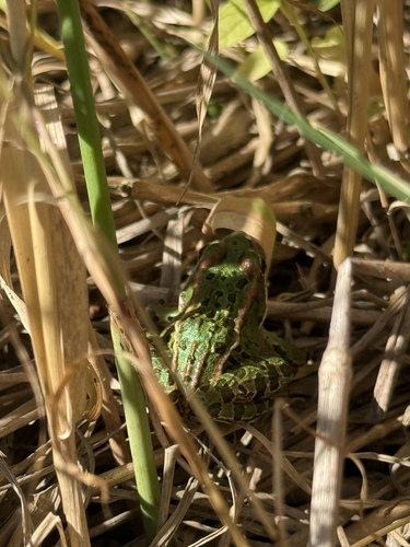 Northern Leopard Frog