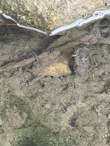 observation #401525779