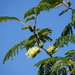 Plume Albizia - Photo (c) Jacqui Geux, some rights reserved (CC BY), uploaded by Jacqui Geux