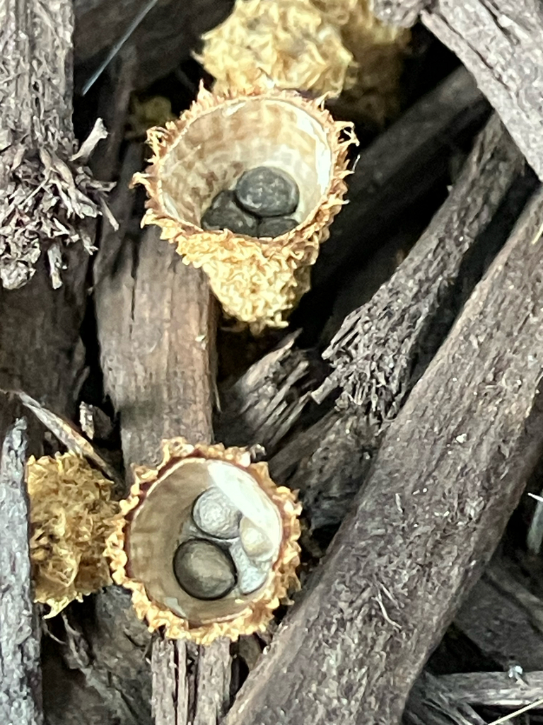 fluted bird's nest fungus · September 2026 · photo: Photo: no rights reserved · iNaturalist
