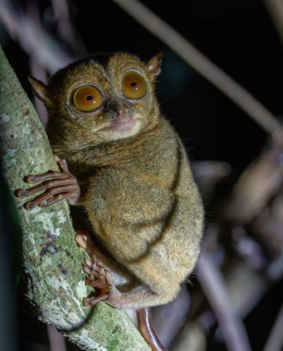 Bornean Tarsier