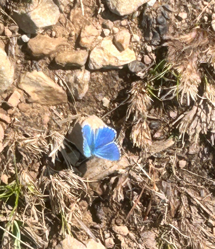 Adonis Blue