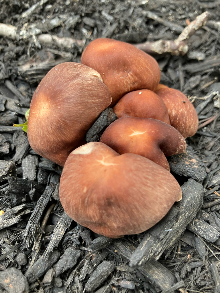 Luxury Caps · September 2026 · photo: Photo: no rights reserved · iNaturalist
