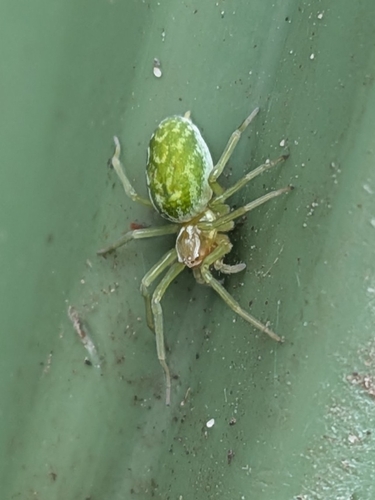 Green Meshweaver