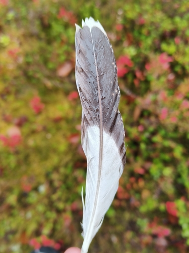 Plume de Tétras lyre