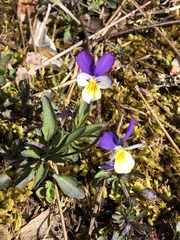 Viola tricolor