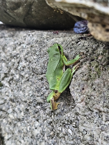 European Tree Frog