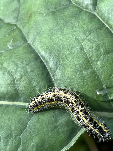 Large White