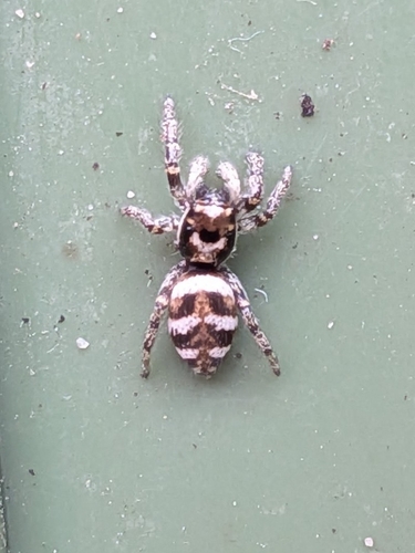 Zebra Jumping Spider