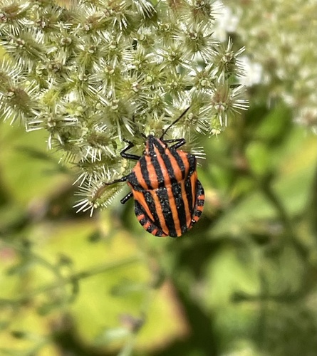 European Striped Shield Bug