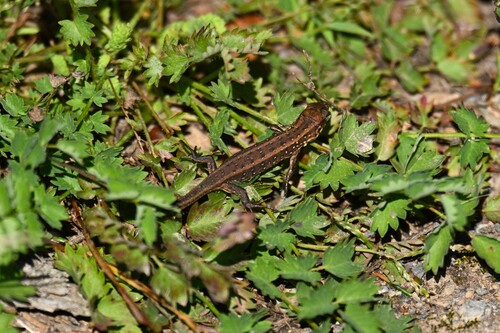 Sand Lizard
