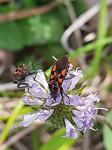Spilostethus saxatilis