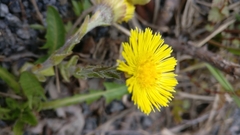 Tussilago farfara