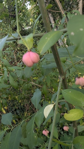 Spindle
