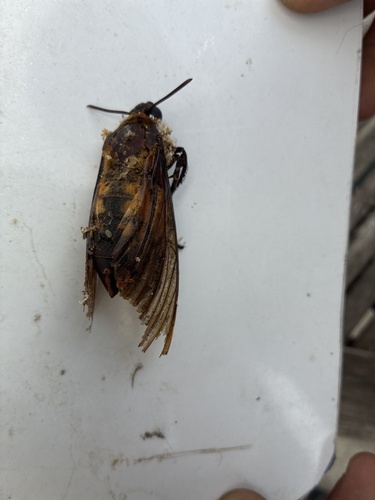 Death's Head Hawkmoth