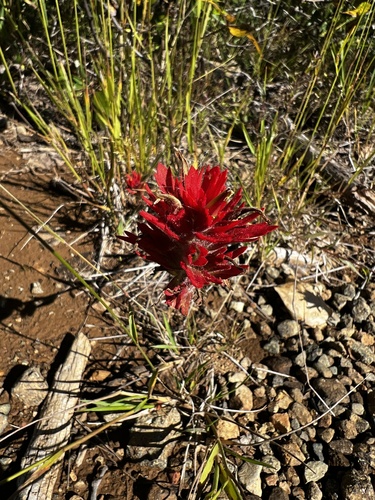 Castilleja miniata, photograph 4