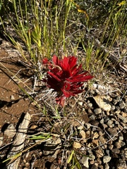 (c) Laura Maskell, some rights reserved (CC BY) Castilleja miniata, photograph (c) Laura Maskell, some rights reserved (CC BY)