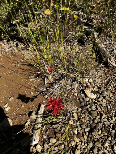 Castilleja miniata, photograph 5