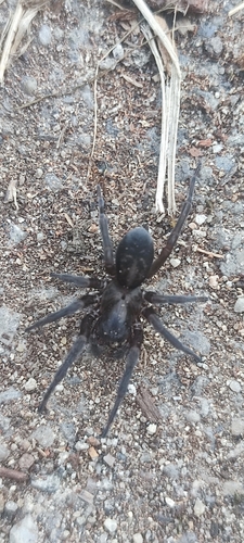 Black Laceweaver