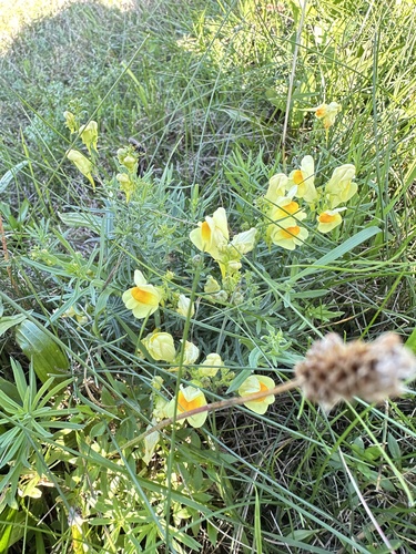 common toadflax