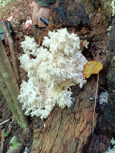 Coral tooth fungus