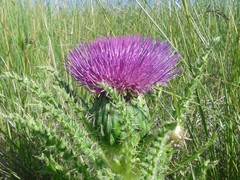 Cirsium drummondii