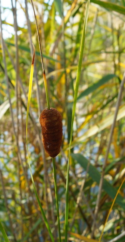 Typha laxmannii iNat (2)
