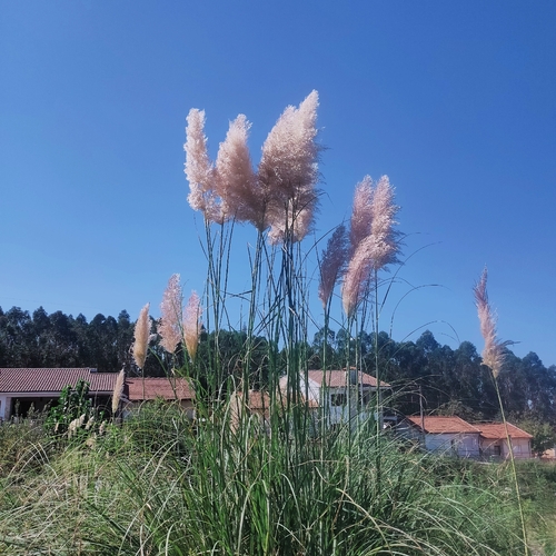 Pampas Grass