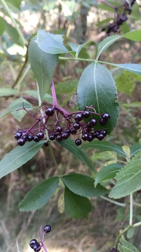 American black elderberry