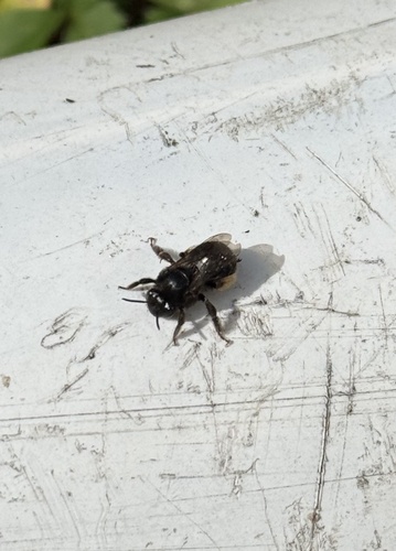 Two-spotted Longhorn Bee