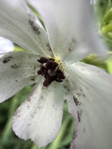 Soapwort Anther Smut