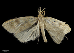 Udea antipodea