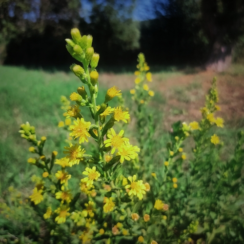 false yellowhead