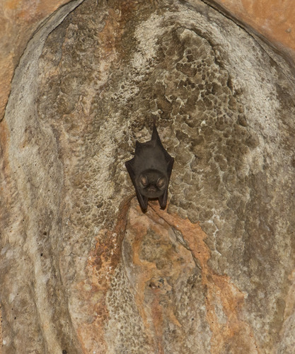 Thumbless Bat