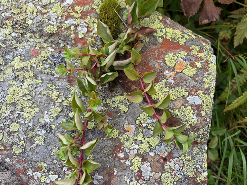 Lysimachia nemorum, photograph 1