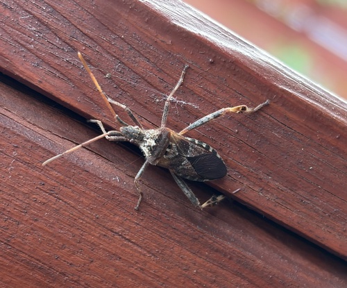 Western Conifer Seed Bug
