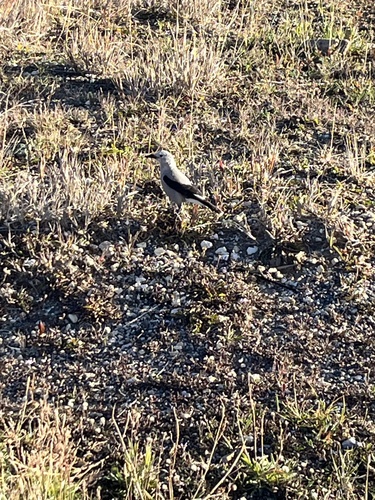 Clark's Nutcracker