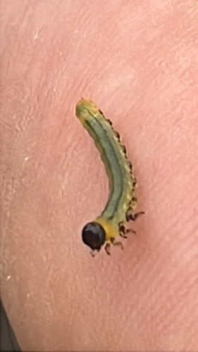 Lesser Willow Sawfly