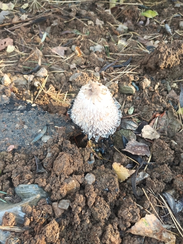 Shaggy Mane