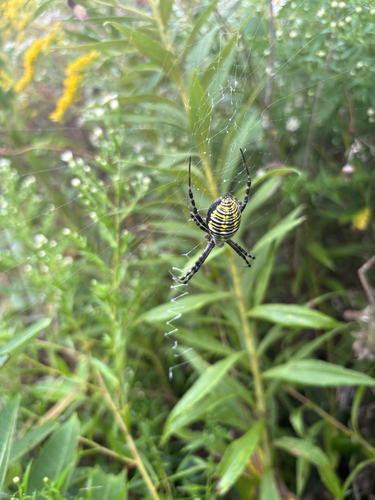 Banded Garden Spider