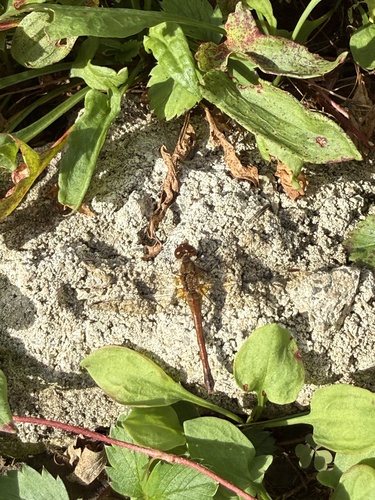 Autumn Meadowhawk