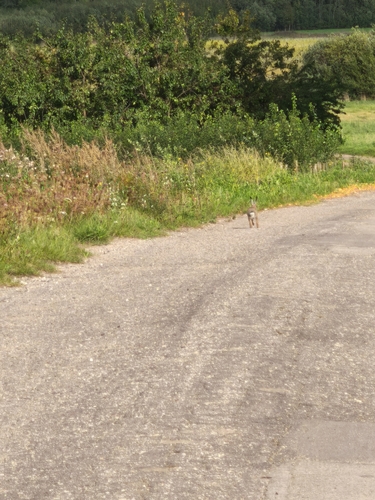 Brown Hare