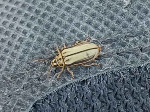 Elm Leaf Beetle
