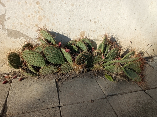 Twist-spined Pricklypear