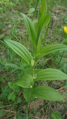 Polygonatum humile