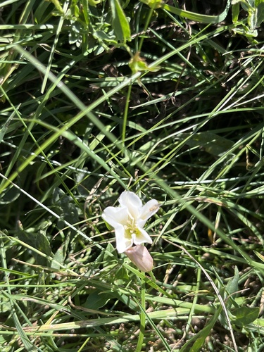 field bindweed