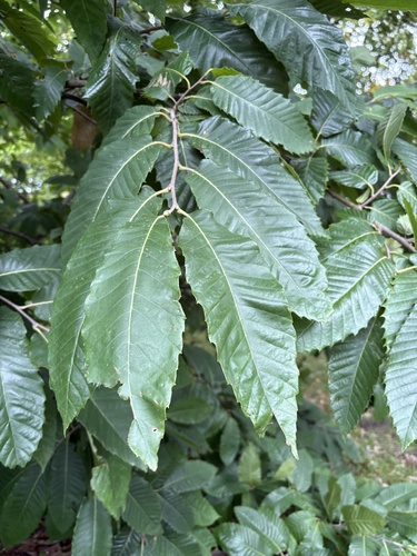 Sweet Chestnut