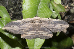 Anisoneura aluco